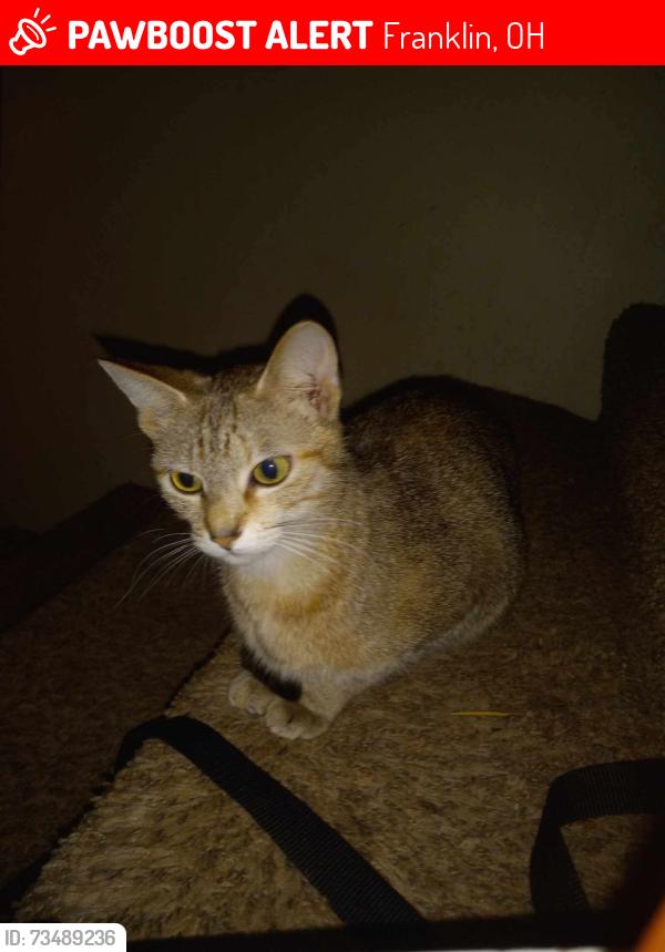 Lost Female Cat last seen Near field crest DR franklin ohio, Franklin, OH 45005