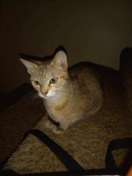 Lost Female Cat last seen Near field crest DR franklin ohio, Franklin, OH 45005