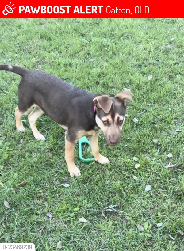 Lost Female Dog last seen Gatton, Gatton, QLD 4343