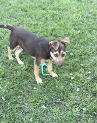 Lost Female Dog last seen Gatton, Gatton, QLD 4343