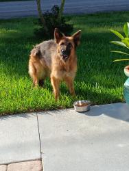 Reunited Female Dog last seen Tulip, Port St. Lucie, FL 34953