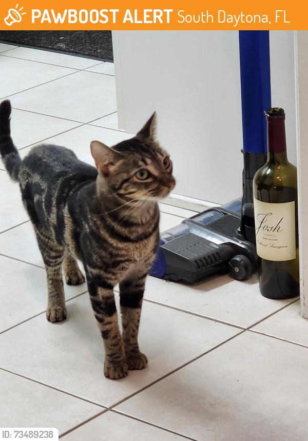 Found/Stray Unknown Cat last seen property behind the Bryan Cave and the Orchard subdivision, South Daytona, FL 32119