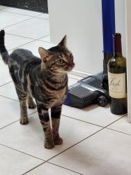 Found/Stray Unknown Cat last seen property behind the Bryan Cave and the Orchard subdivision, South Daytona, FL 32119
