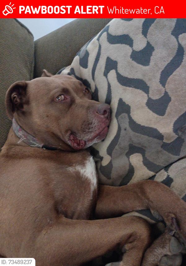 Lost Female Dog last seen haugen lemen, Whitewater, CA 92282