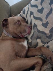 Lost Female Dog last seen haugen lemen, Whitewater, CA 92282