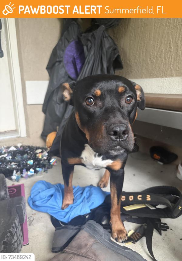 Found/Stray Male Cat last seen SE 140th Place, Summerfield, FL 34491
