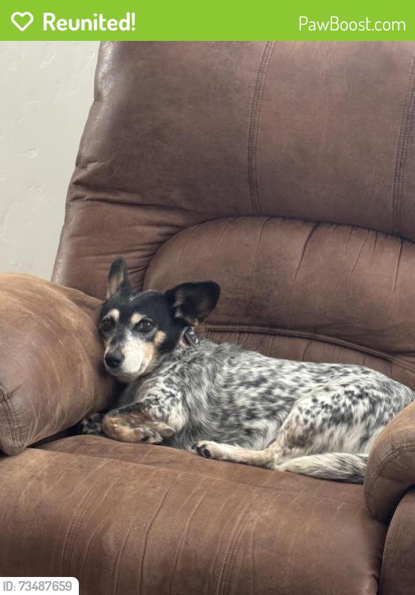 Reunited Female Dog last seen Holly ave and elm st, New Plymouth, ID 83655
