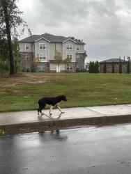 Found/Stray Male Dog last seen By post office, Berea, SC 29617