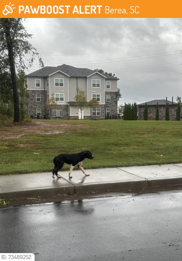 Found/Stray Male Dog last seen By post office, Berea, SC 29617
