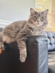 Reunited Female Cat last seen Towne Lake Pkwy, Cypress, TX 77433