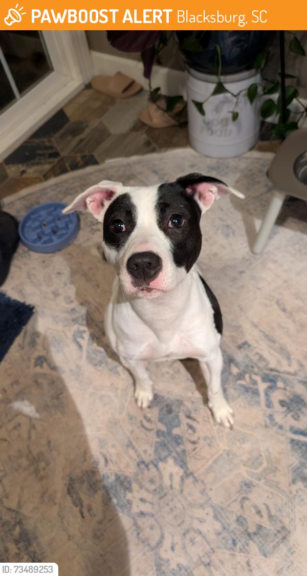 Found/Stray Female Dog last seen Near Holly Ridge Presbyterian Church, Blacksburg, SC 29702