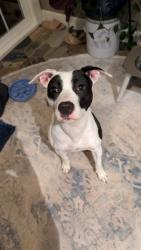 Found/Stray Female Dog last seen Near Holly Ridge Presbyterian Church, Blacksburg, SC 29702