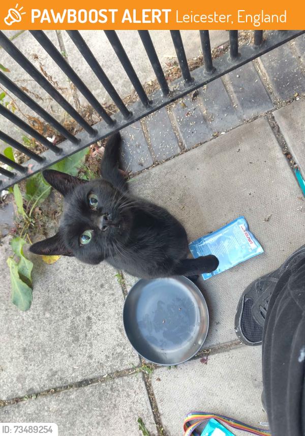 Found/Stray Unknown Cat last seen Glenfield Road, LE3, Leicester, England 