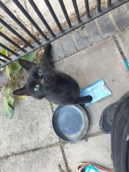 Found/Stray Unknown Cat last seen Glenfield Road, LE3, Leicester, England 