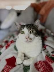 Reunited Male Cat last seen SW 60th Ave./South Fig Tree Lane, Plantation, FL 33317