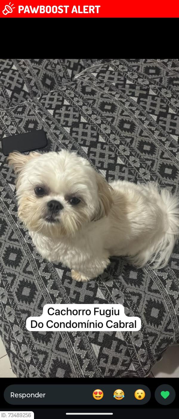 Lost Male Dog last seen Conveniência, farmácia,etc, Jardim Andorinhas, SP 13101-400