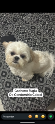 Lost Male Dog last seen Conveniência, farmácia,etc, Jardim Andorinhas, SP 13101-400