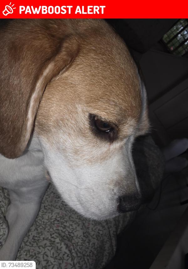 Lost Male Dog last seen Between 1 carparks, West Wellow, England 