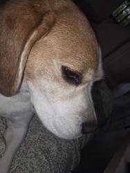 Lost Male Dog last seen Between 1 carparks, West Wellow, England 