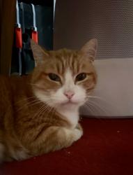 Reunited Unknown Cat last seen Hawthorne Drive, Walnut Creek, CA 94596