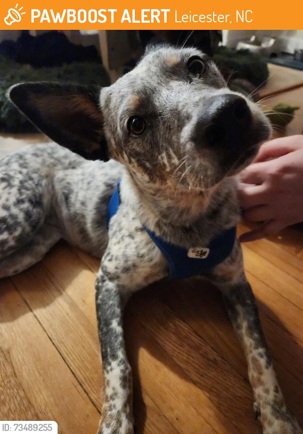 Found/Stray Female Dog last seen Near Alexander road, Leicester, NC 28748