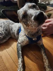 Found/Stray Female Dog last seen Near Alexander road, Leicester, NC 28748