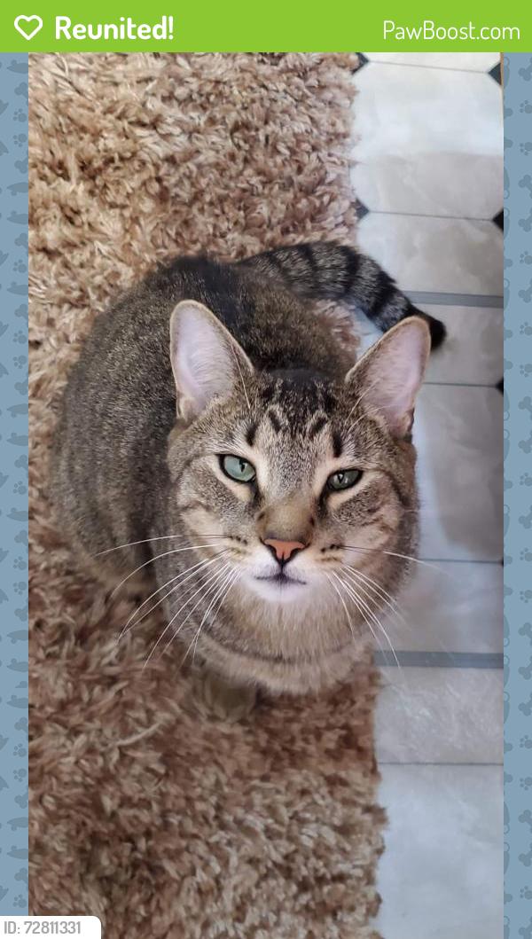 Reunited Male Cat last seen Harter heights, Canton, OH 44708
