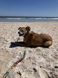 Lost Female Dog last seen Stockton St. & Orion St. near the animal shelter, Jacksonville, FL 32204