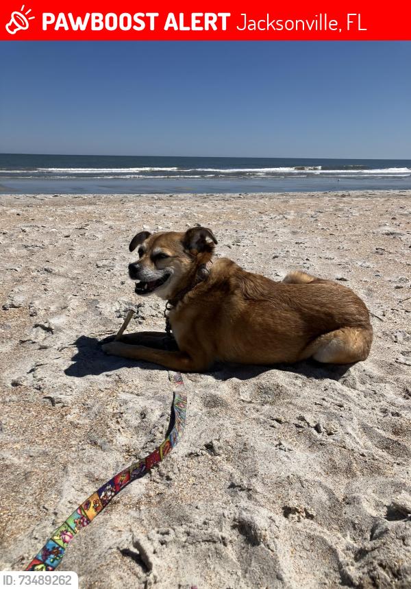Lost Female Dog last seen Stockton St. & Orion St. near the animal shelter, Jacksonville, FL 32204