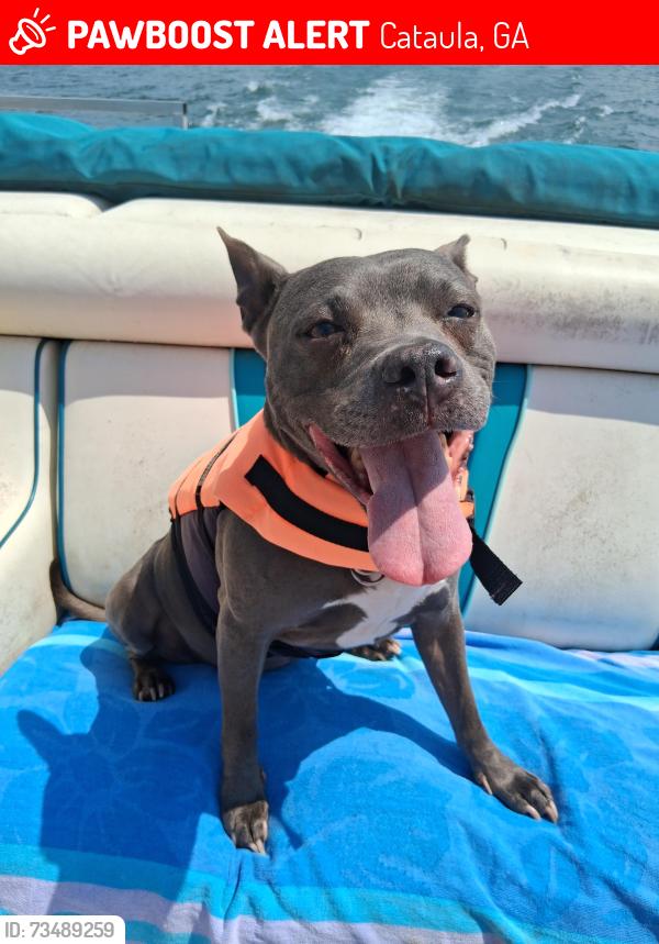 Lost Female Dog last seen Grant road and Johnson road, Cataula, GA 31804