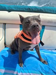 Lost Female Dog last seen Grant road and Johnson road, Cataula, GA 31804