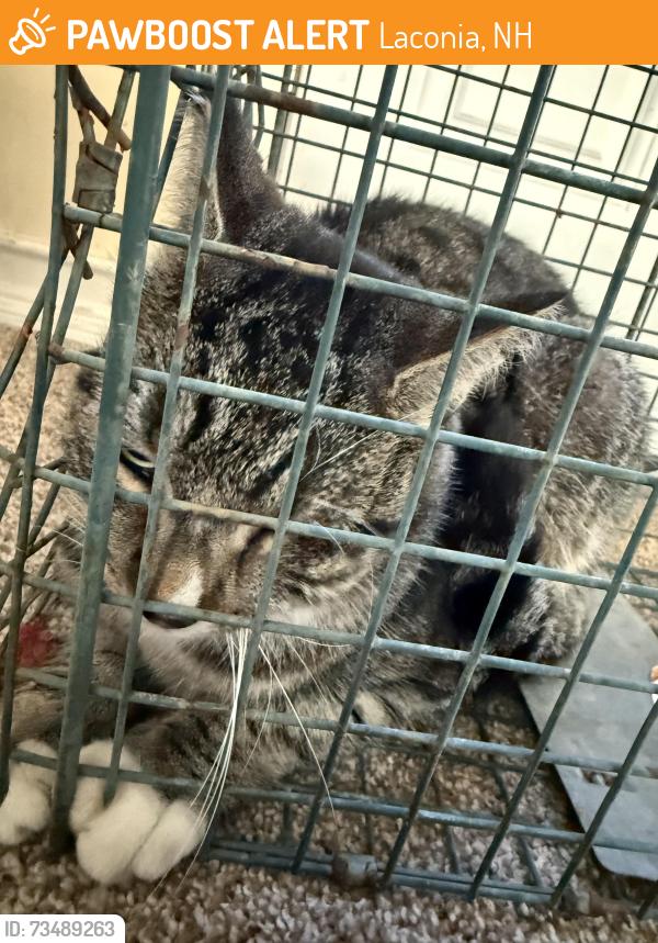 Found/Stray Unknown Cat last seen High octane saloon, Laconia, NH 03246