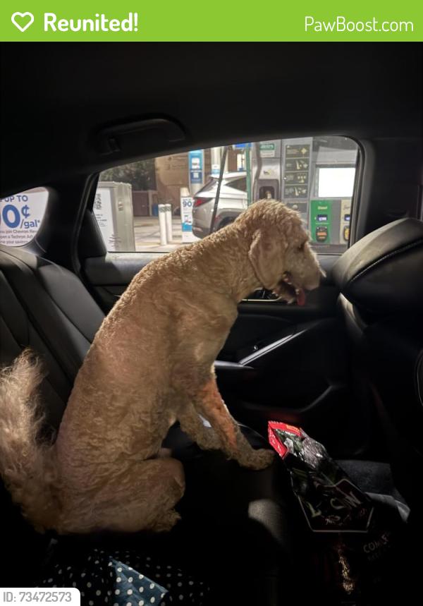 Reunited Male Dog last seen Clearview and transcontinental, Metairie, LA 70001