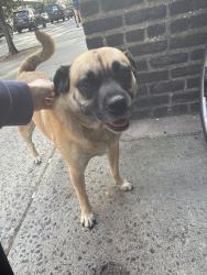 Reunited Unknown Dog last seen Union and 8th, Brooklyn, NY 11215