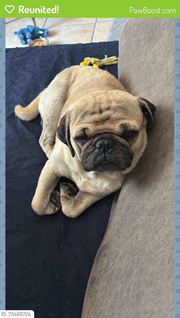 Reunited Male Dog last seen Pacific street towards del rosa, San Bernardino, CA 92404