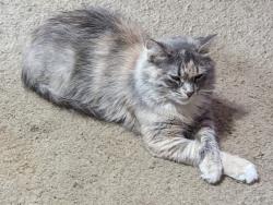 Lost Female Cat last seen Honeysuckle Dr, Dousman, WI 53118
