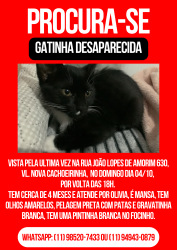 Lost Female Cat last seen Rua João Lopes de Amorim, 630, Vila Nova Cachoeirinha, Vila Nova Cachoeirinha, SP 02613-050