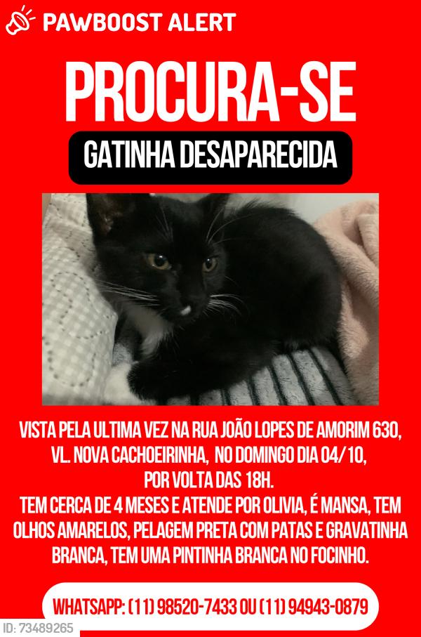 Lost Female Cat last seen Rua João Lopes de Amorim, 630, Vila Nova Cachoeirinha, Vila Nova Cachoeirinha, SP 02613-050