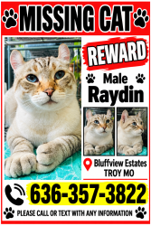 Lost Male Cat last seen Bluffview drive, Troy, MO 63379