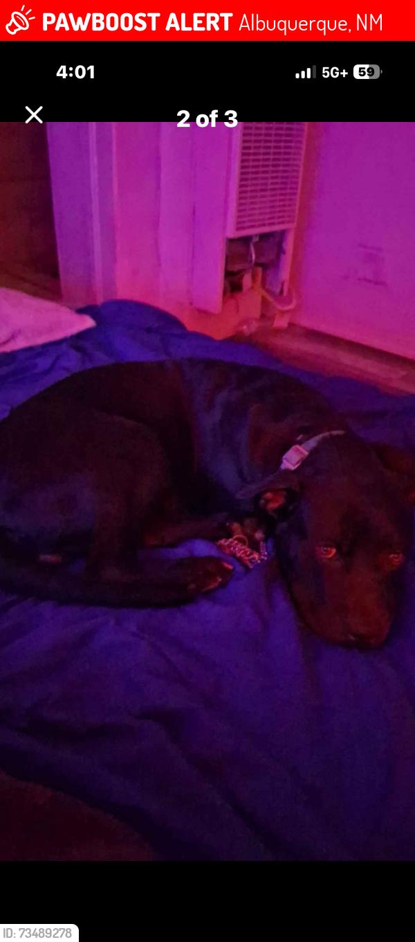 Lost Male Cat last seen Louisiana and Kathryn, Albuquerque, NM 87108
