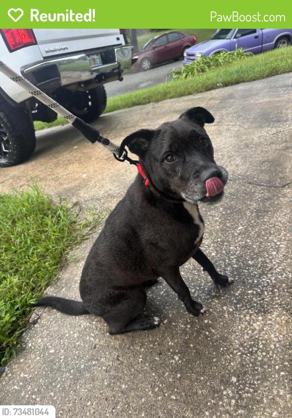 Reunited Female Dog last seen Oakland and camelia, Sanford, FL 32773