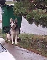 Reunited Male Dog last seen Shoals Ln, Chattanooga, TN 37416