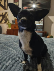 Found/Stray Female Dog last seen 23rd Ave and Glendale, Phoenix, AZ 85015