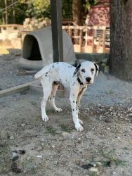 Reunited Male Dog last seen Palmer st and clemmonsville rd, Winston-Salem, NC 27107
