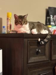 Reunited Male Cat last seen Florence Road, Smyrna, TN 37167