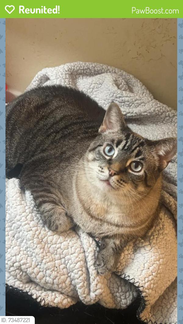 Reunited Female Cat last seen Rustown, Town east, Motley, Mesquite, TX 75150