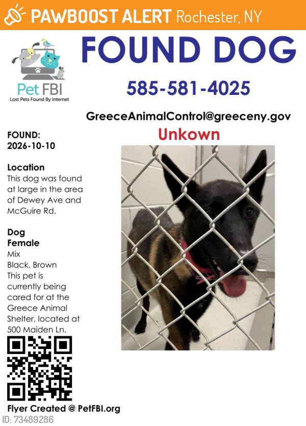 Found/Stray Female Dog last seen Dewey Ave/McGuire Rd, Rochester, NY 14616