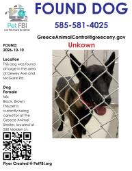 Found/Stray Female Dog last seen Dewey Ave/McGuire Rd, Rochester, NY 14616