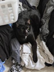 Lost Male Cat last seen Parkland, Holmberg Road, NW 79th Way (Street), Parkland, FL 33067