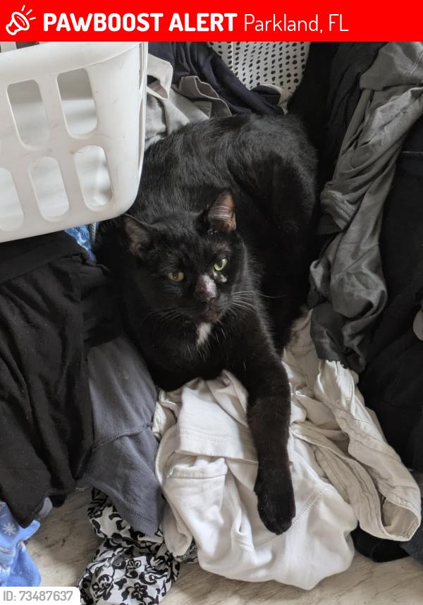 Lost Male Cat last seen Parkland, Holmberg Road, NW 79th Way (Street), Parkland, FL 33067